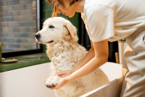 istock Woman soaps her dog in bathtub 1468262022