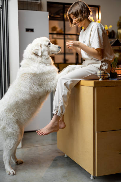 istock Woman plays with her dog on kitchen at home 1468262043