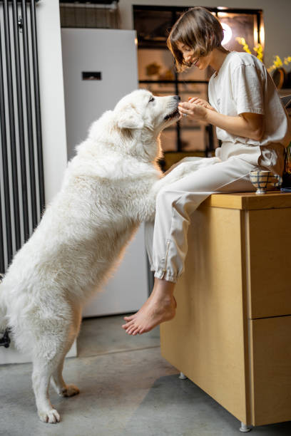 istock Woman plays with her dog on kitchen at home 1468262072