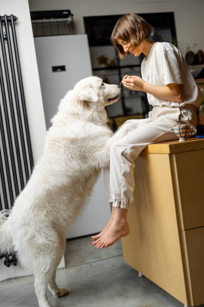 istock Woman plays with her dog on kitchen at home 1468262136