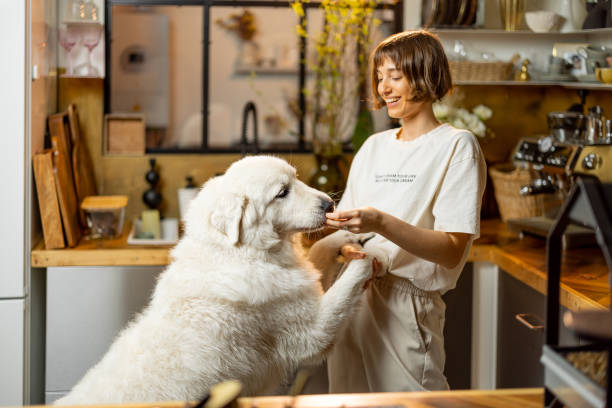 istock Woman plays with her dog on kitchen at home 1468262186