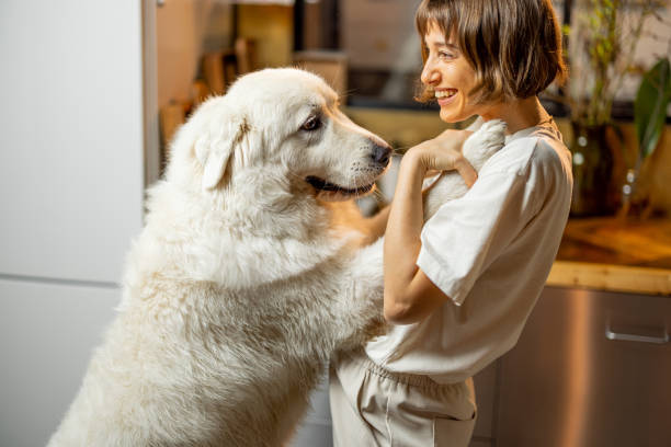 istock Woman plays with her dog on kitchen at home 1468262218