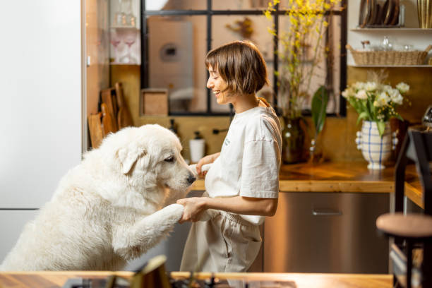 istock Woman plays with her dog on kitchen at home 1468262740