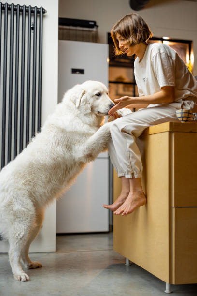istock Woman plays with her dog on kitchen at home 1468262819