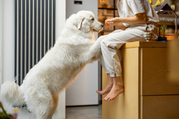 istock Woman plays with her dog on kitchen at home 1468262841
