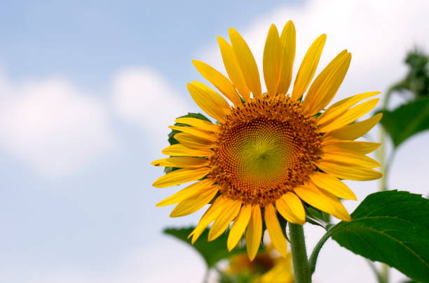 istock Close-Up Of Sunflower 1468265502