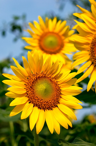 Yellow sunflowers that will receive the sunbeam, the symbol of a new day, photographed at Lopburi province in Thailand