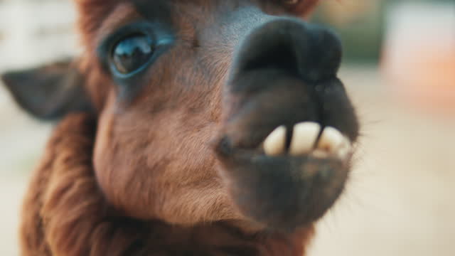 Close up alpaca