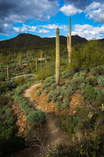 istock A trail leads through the Sonoran Desert in The McDowell Mountains 1468266311