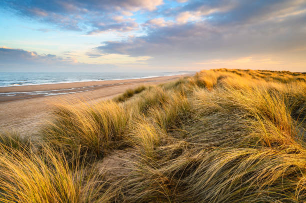 istock Golden Light on Marram Grass in Druridge Bay 1468266351