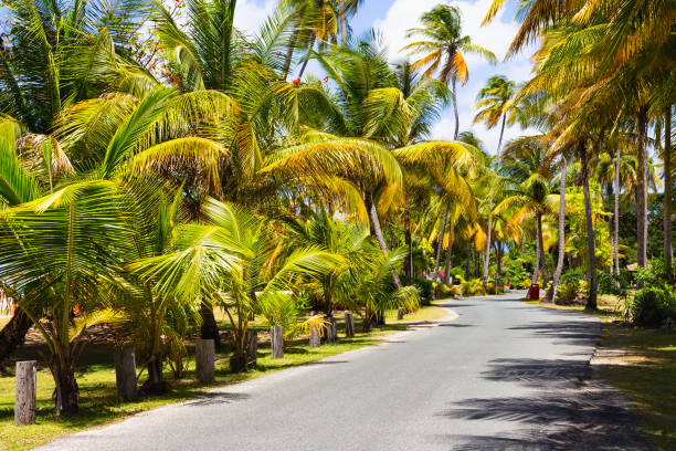 istock Beautiful coconut palm tree alle, georgeous tropical jungle background. 1468266471