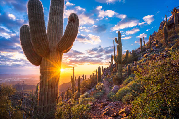 Tom's Thumb trail leads through beautiful Sonoran Desert mountain landscape towards an awesome sunset in The McDowell Sonoran Preserve Tom's Thumb trail leads through beautiful Sonoran Desert mountain landscape towards an awesome sunset in The McDowell Sonoran Preserve sonoran desert stock pictures, royalty-free photos & images