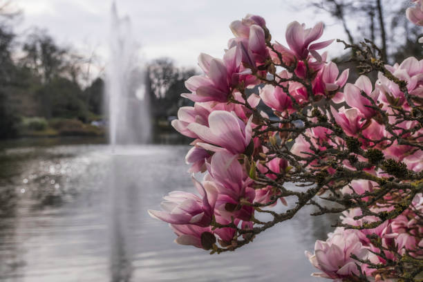 Close-up of magnolia blossoms in the spa gardens of Wiesbaden/Germany