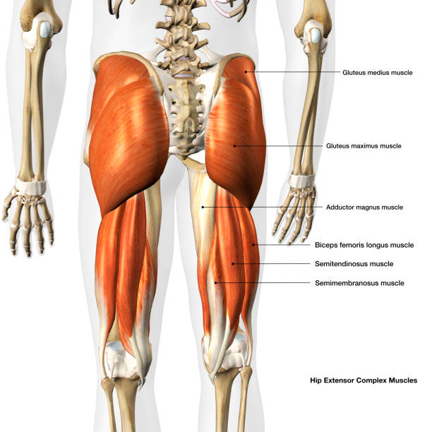 male hip extensor muscle complex isolated in rear view of skeleton with text labeling - ischium imagens e fotografias de stock
