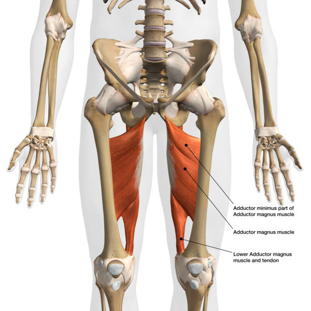 白い背景に男性の内転筋マグヌス筋の正面図 - adductor magnus ストックフォトと画像