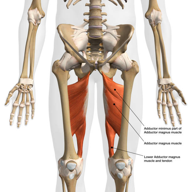 мужской аддуктор magnus мышцы вид спереди изолирован на белом фоне - adductor magnus стоковые фото и изображения