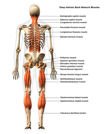 Cuerpo completo masculino Músculos de la red de la espalda Vista trasera aislada sobre un fondo blanco con etiquetado de texto photo