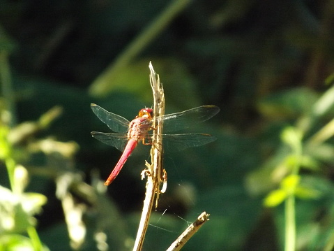 libelula posing on a plant