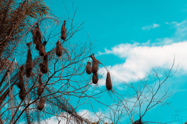 Bird nests hanging from branches of a tree. Rural area of ValenÃ§a, Bahia.