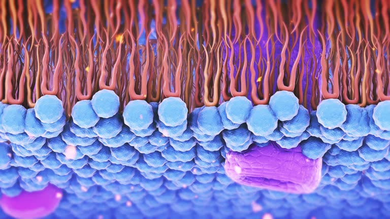 Cell membrane