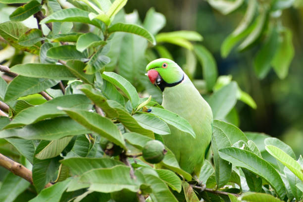 Rose-ringed parakeet (Psittacula krameri) or parrot sitting on the guava trees. Rose-ringed parakeet (Psittacula krameri), also known as the ring-necked parakeet (and more commonly known as the Indian/Pakistani ringneck parrot) krameri stock pictures, royalty-free photos & images