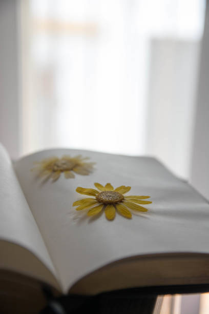 istock Yellowl Dry flowers On Paper book. 1468272577