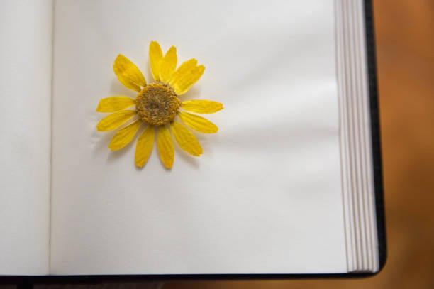 istock Yellowl Dry flowers On Paper book. 1468272583