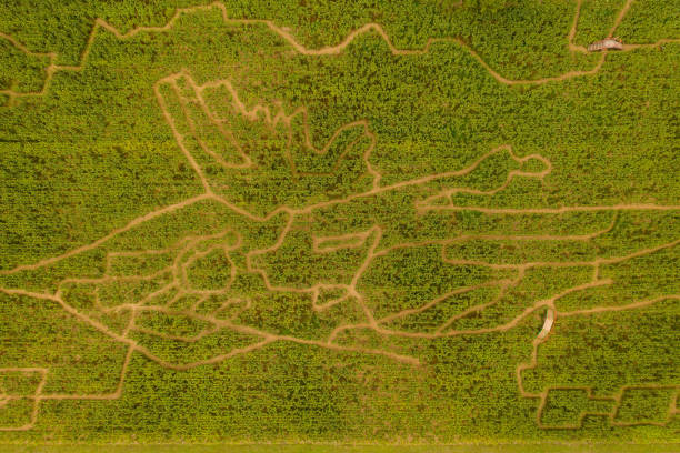 istock Drone photography of corn labyrinth 1468272678