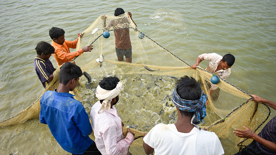 Surajpur, Chhattisgarh India - 7 21 2021: Farmer catches table size fish through netting from the reservoir for selling in Indian market.