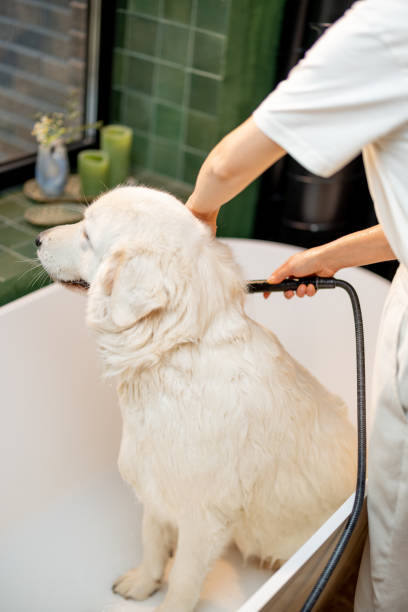 istock Wet dog during washing procedures in bathtub 1468272793