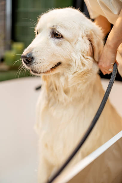 istock Wet dog during washing procedures in bathtub 1468272811