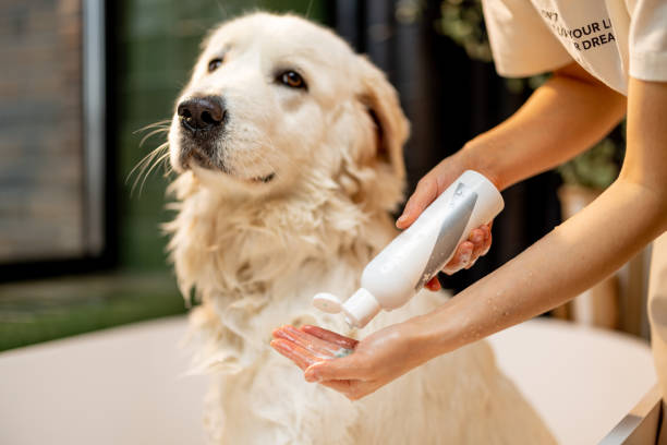 Owner washing dog with shampoo Pet owner applying shampoo on hand, washing her cute dog in bathtub. Concept of detergent for a dog. Wet Maremmano abruzzese dog pet grooming salon stock pictures, royalty-free photos & images