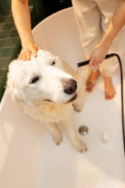 istock Dog takes a shower in bathtub 1468272976