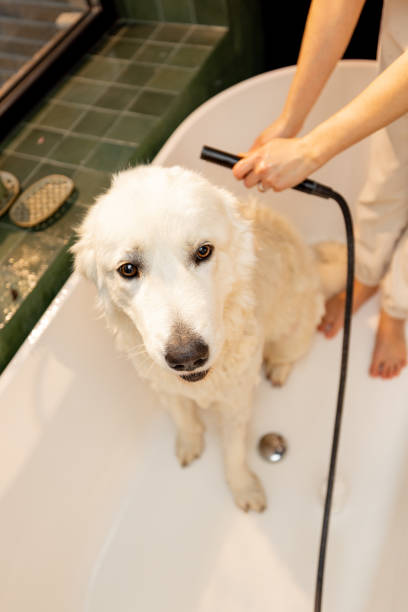 istock Dog takes a shower in bathtub 1468273010