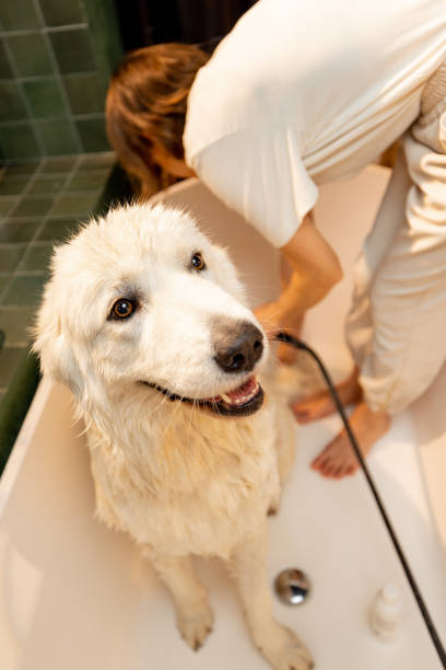 istock Dog takes a shower in bathtub 1468273024