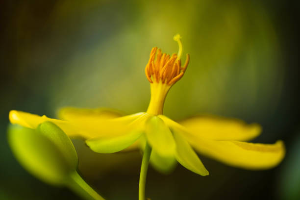 Rudbeckia laciniata 'Hortensia' is distinguished by its composite flower heads, which are actually clusters of many small flowers or florets, arranged to imitate one larger flower.