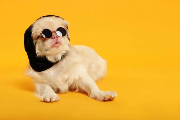 Cute Pekingese dog with bandana and sunglasses on yellow background. Space for text
