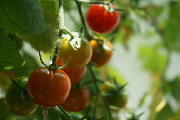 istock Red tomatoes on branches close-up. Red ripe round tomatoes hang on branches on a sunny day. 1468274587