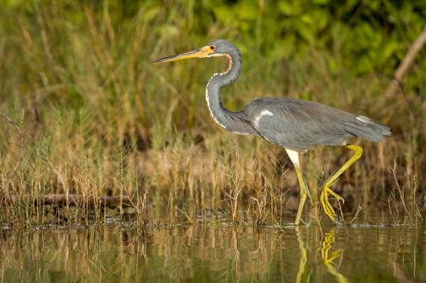 Tricolored Heron wading Tricolored Heron wading the edge of a small pond tricolored heron stock pictures, royalty-free photos & images