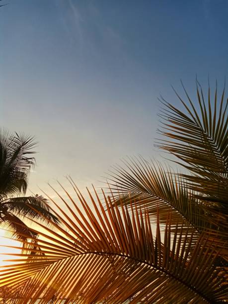 Shadows of coconut leaves against the evening light, this picture was taken at Koh Loi, Sriracha District, Chonburi Province in Thailand.
