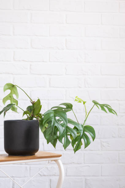 istock Monstera Minima Rhaphidophora TETRASPERMA close-up leaf in interior on whtite brick wall. Potted house plants, green home decor, care and cultivation 1468275049