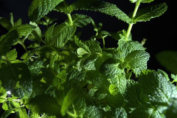 istock Green peppermint leaves in a plant 1468275259