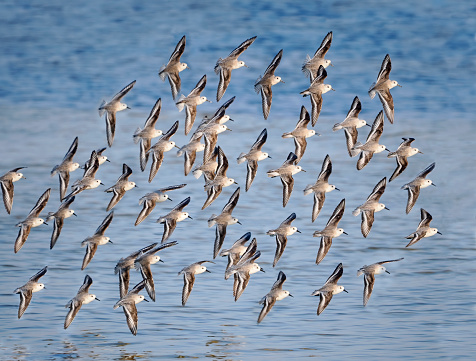 A Large Group of Sanderlings Fly to Their Next Feeding Area on a Florida Beach