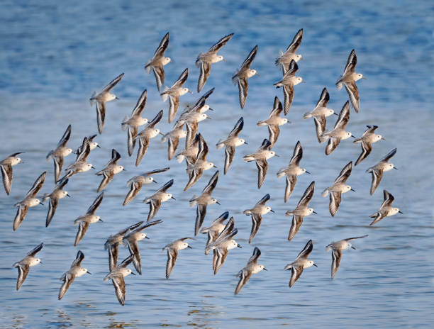 A Flock of Sanderlings Fly to Their Next Beach Feeding Area A Large Group of Sanderlings Fly to Their Next Feeding Area on a Florida Beach sanderling calidris alba stock pictures, royalty-free photos & images