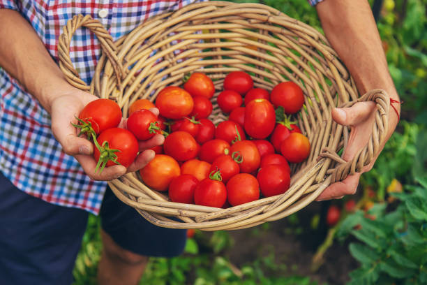 istock Male farmer harvests tomatoes in the garden. Selective focus. 1468276646