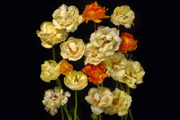 istock Yellow and red tulips are scattered over a black background. 1468276711