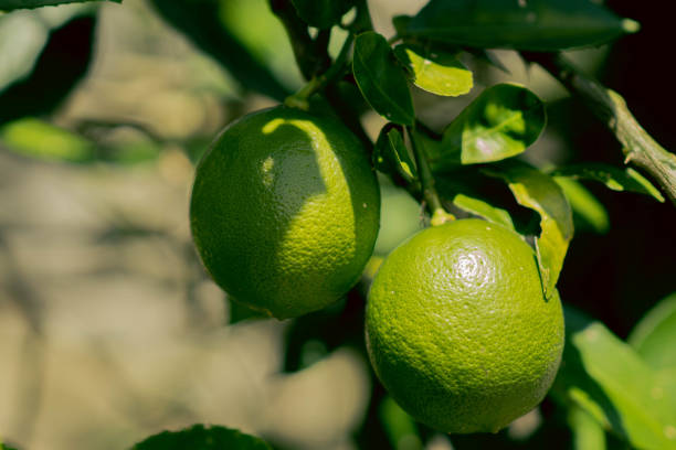 istock Two limes on the stalk, ready to harvest 1468278020