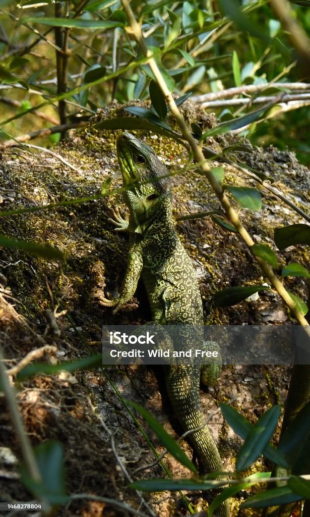 Timon Lepidus Lizard Animal Stock Photo