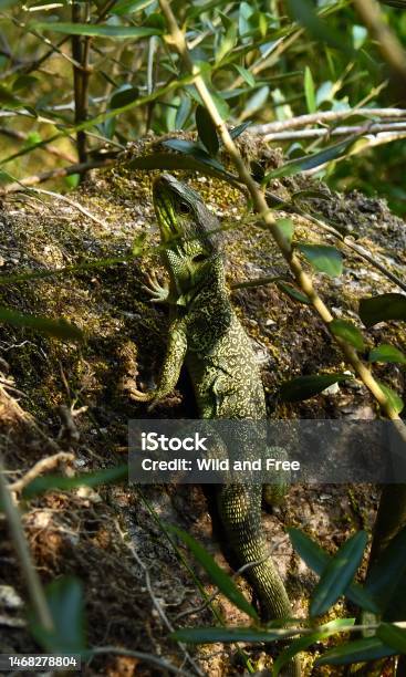 Timon Lepidus Stock Photo - Download Image Now - Animal, Animal Wildlife, Animals In The Wild