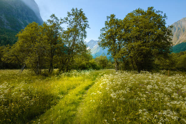 landscape with flowers and mountain